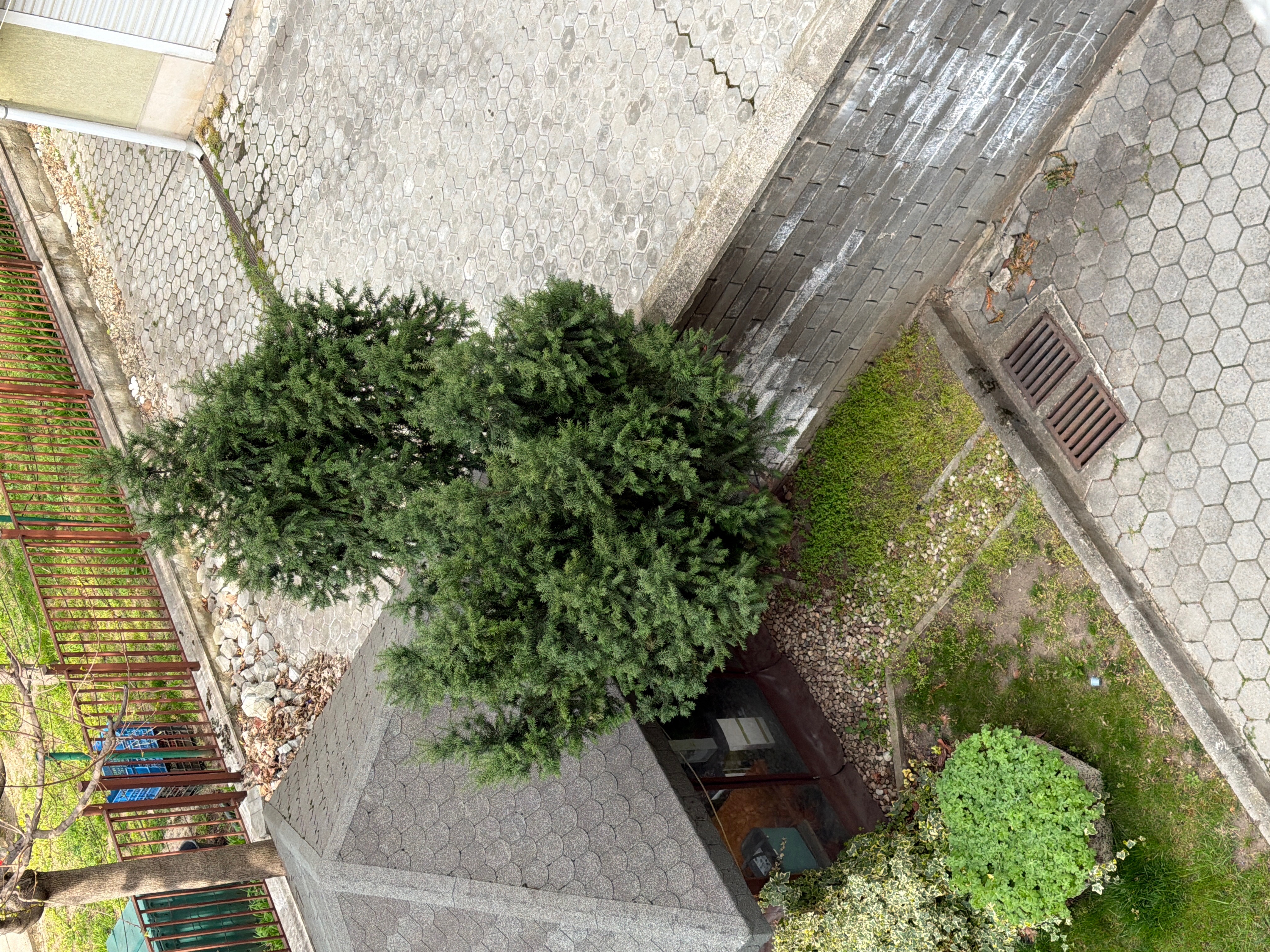 Нашето борче в двора